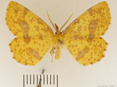 dorsal view of adult Xanthotype urticaria