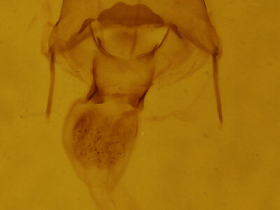 genitalia view of adult Xanthotype urticaria