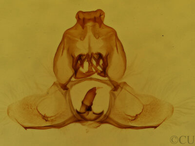 genitalia view of adult Xenotemna pallorana