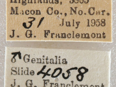 label view of adult Xestia