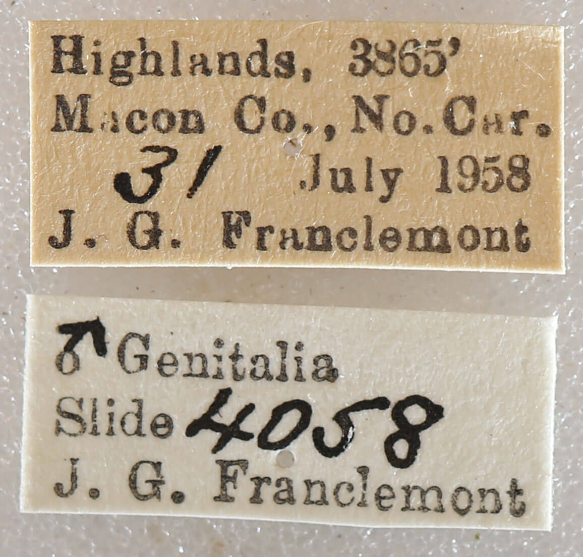 label view of adult Xestia