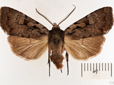 dorsal view of adult Xestia