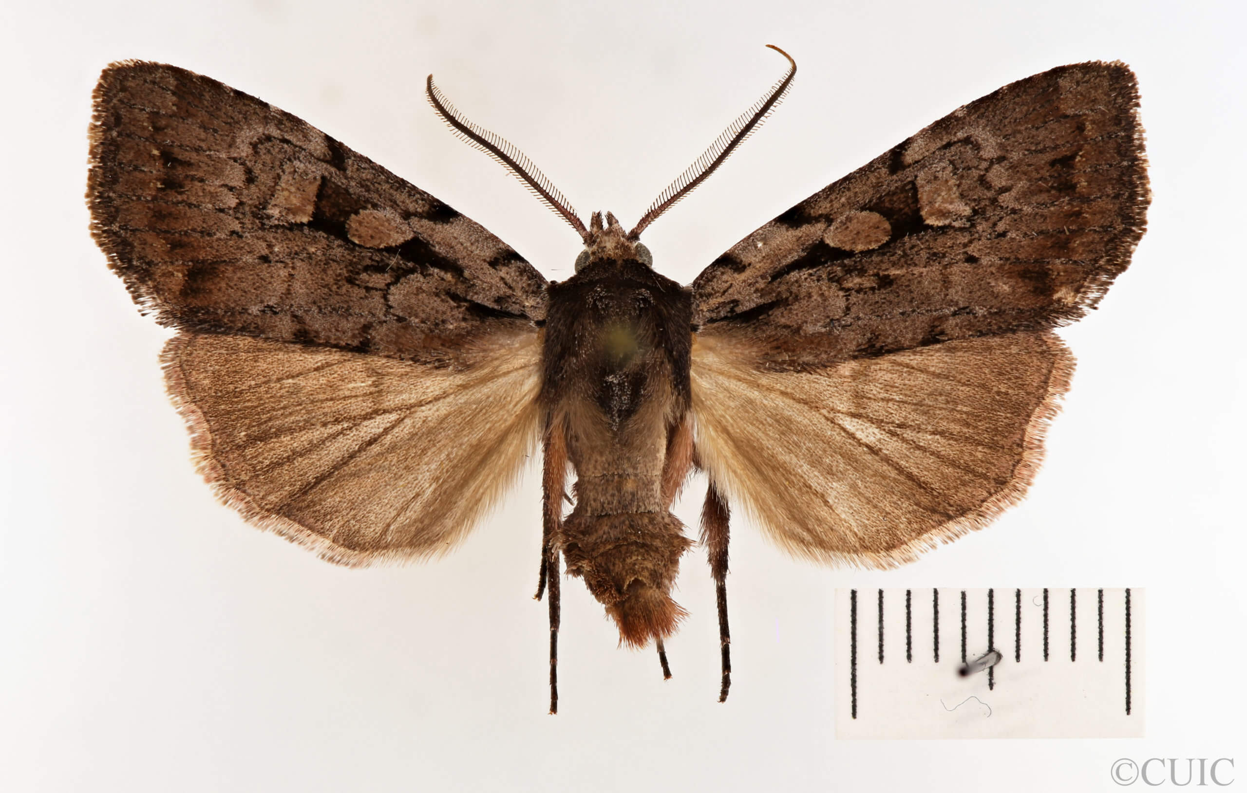 dorsal view of adult Xestia