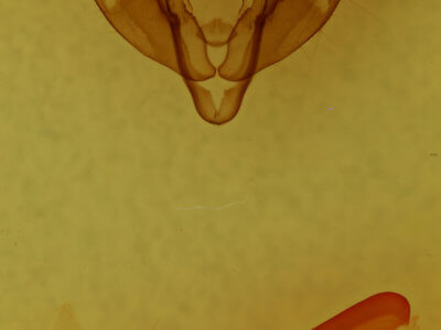 genitalia view of adult Xestia