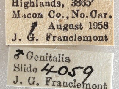 label view of adult Xestia