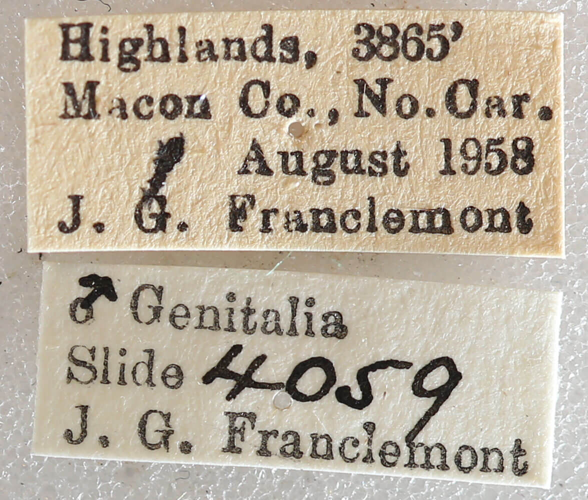 label view of adult Xestia