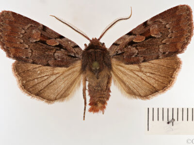 dorsal view of adult Xestia