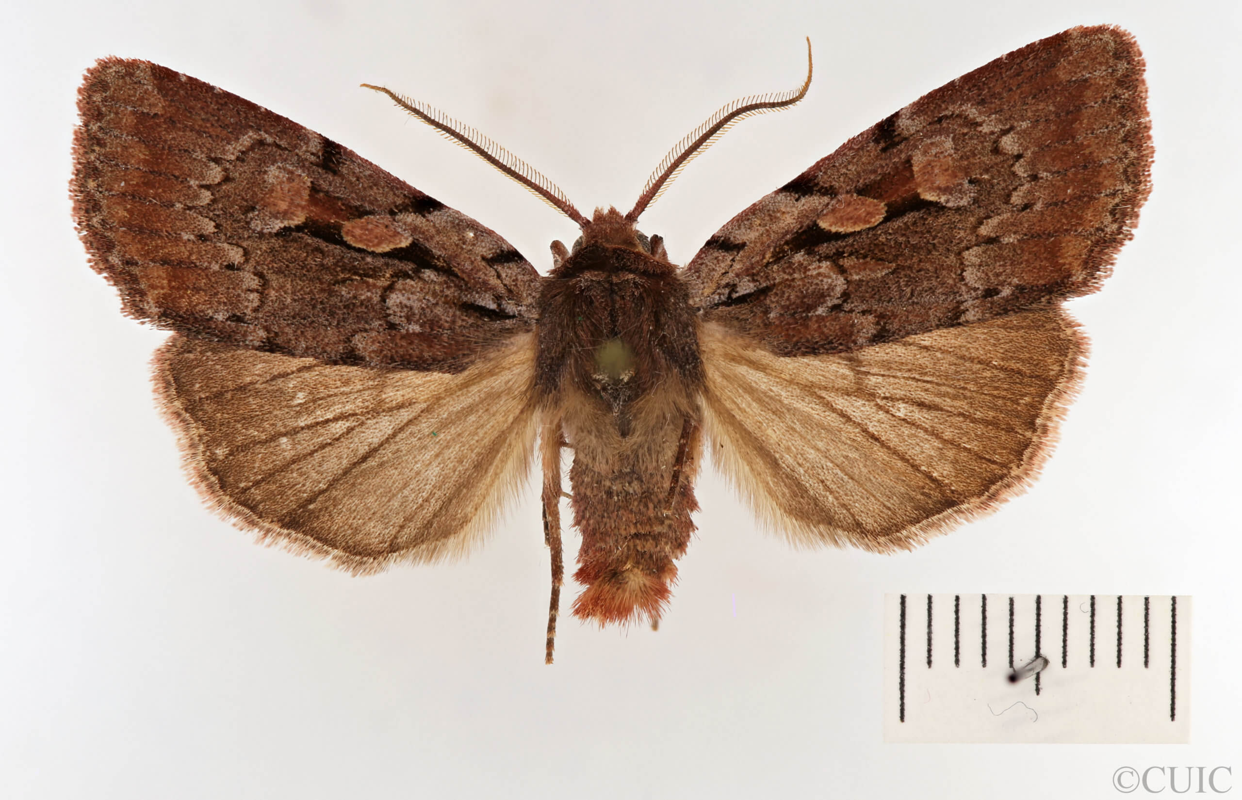 dorsal view of adult Xestia