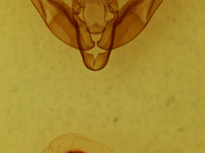 genitalia view of adult Xestia