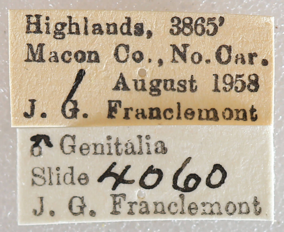 label view of adult Xestia