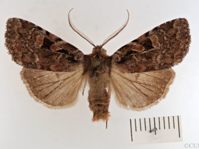 dorsal view of adult Xestia