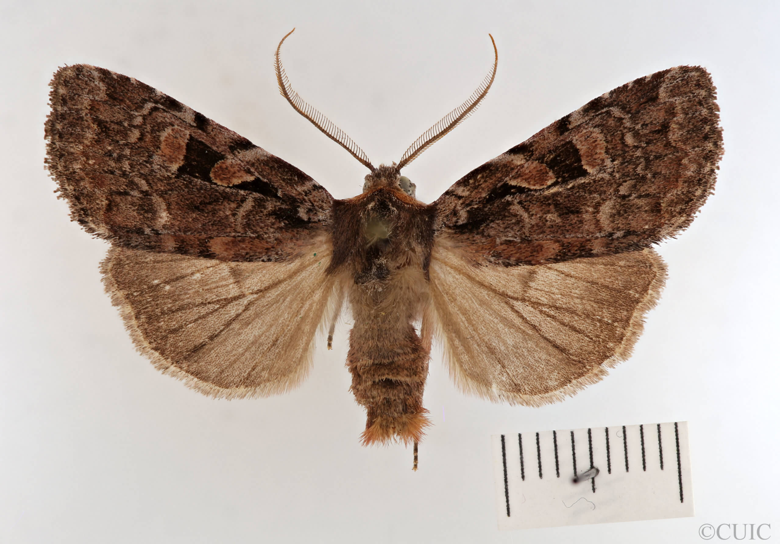 dorsal view of adult Xestia