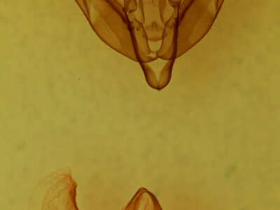 genitalia view of adult Xestia