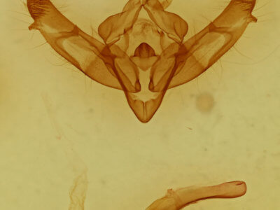 genitalia view of adult Xestia dolosa