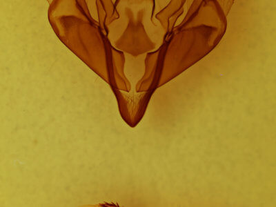 genitalia view of adult Xylena cineritia