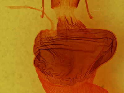 genitalia view of adult Xylena cineritia