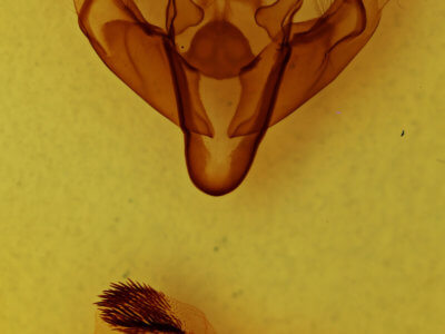 genitalia view of adult Xylena curvimacula