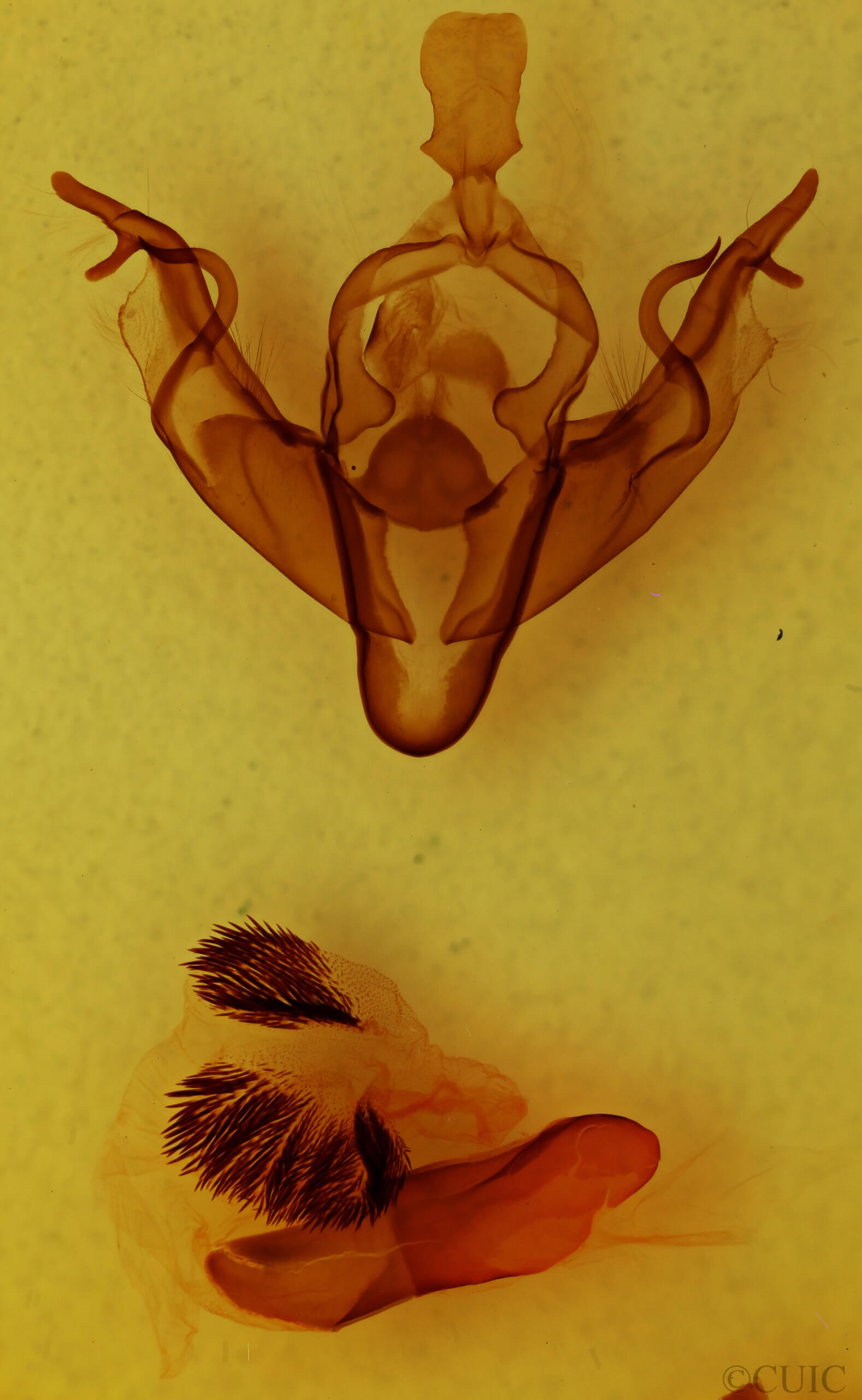 genitalia view of adult Xylena curvimacula