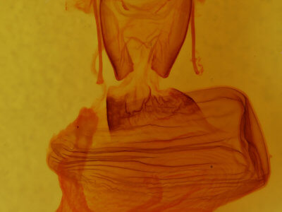 genitalia view of adult Xylena curvimacula