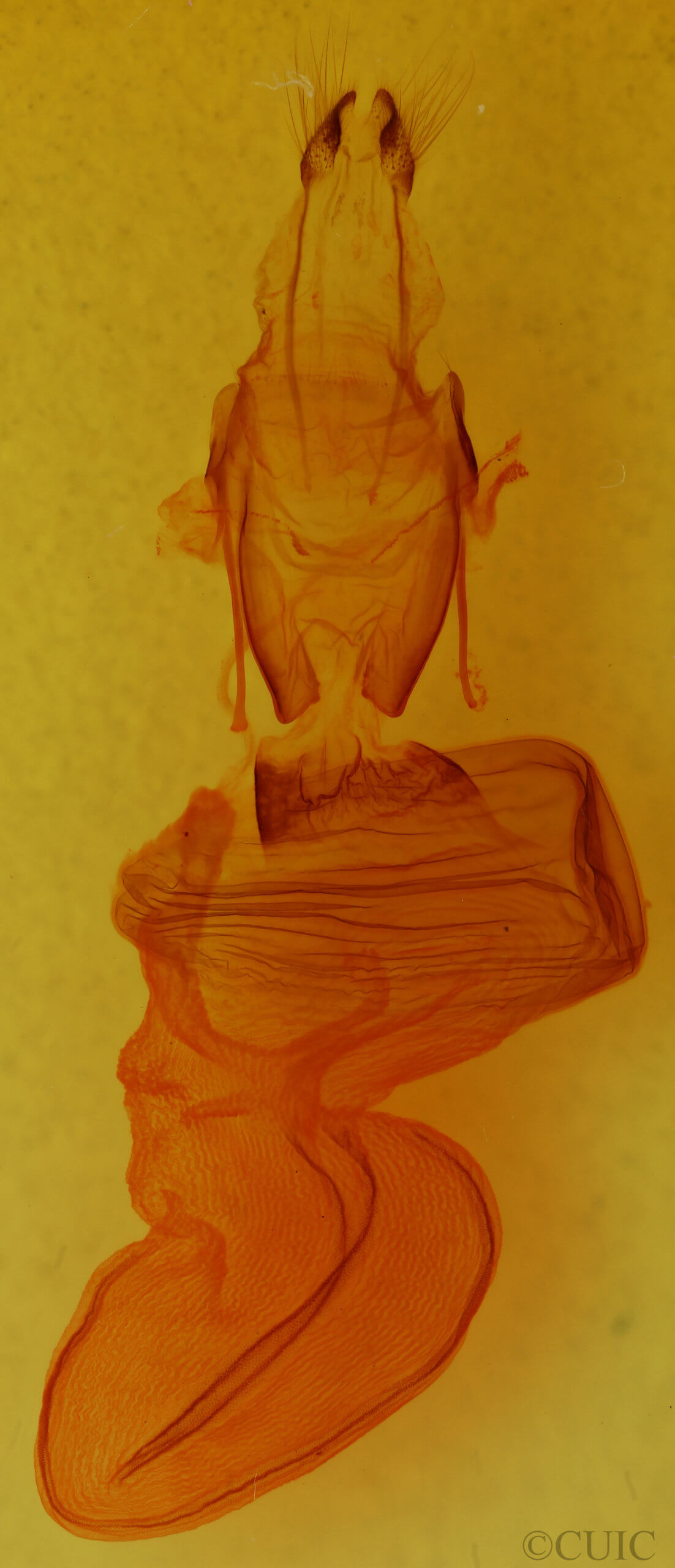 genitalia view of adult Xylena curvimacula