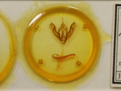 slide view of adult Xylena formosa