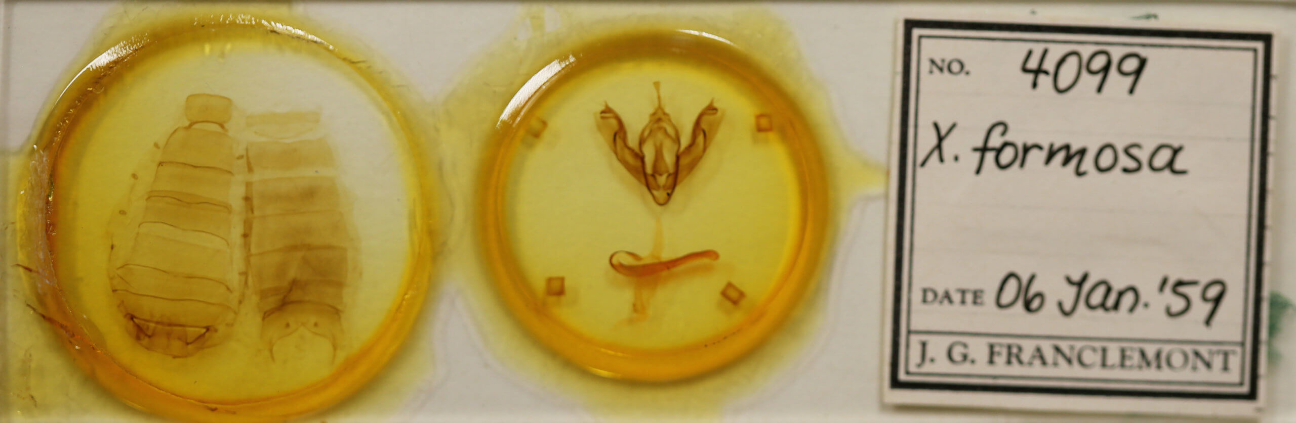 slide view of adult Xylena formosa