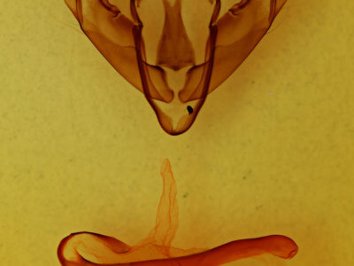 genitalia view of adult Xylena formosa