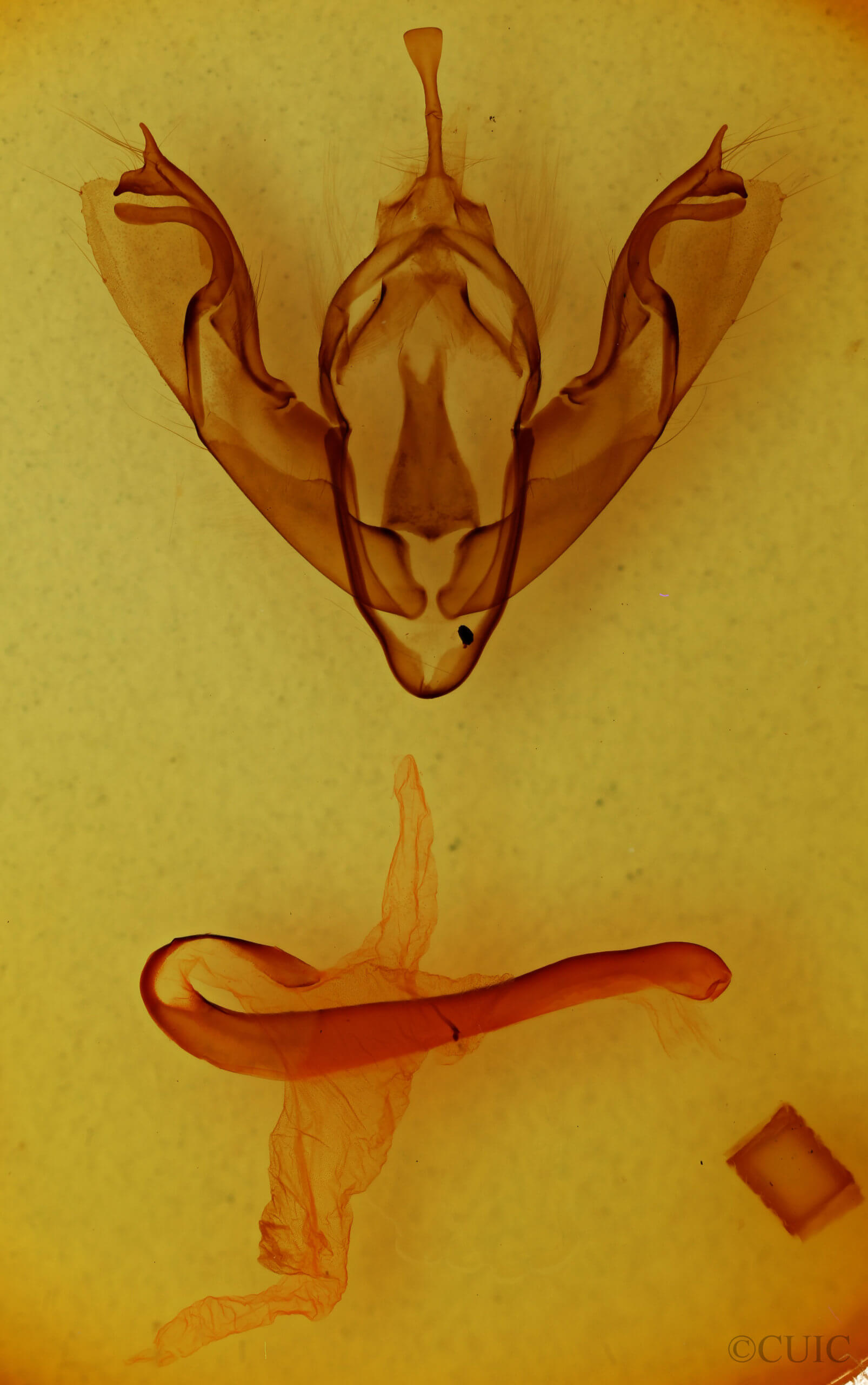 genitalia view of adult Xylena formosa