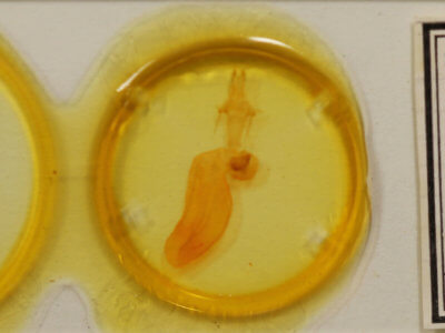 slide view of adult Xylena formosa