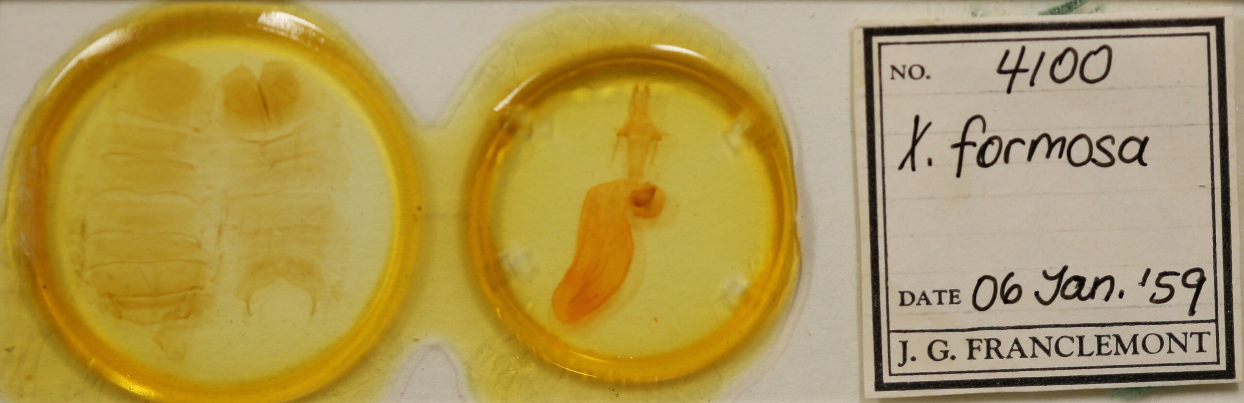 slide view of adult Xylena formosa