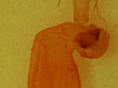 genitalia view of adult Xylena formosa