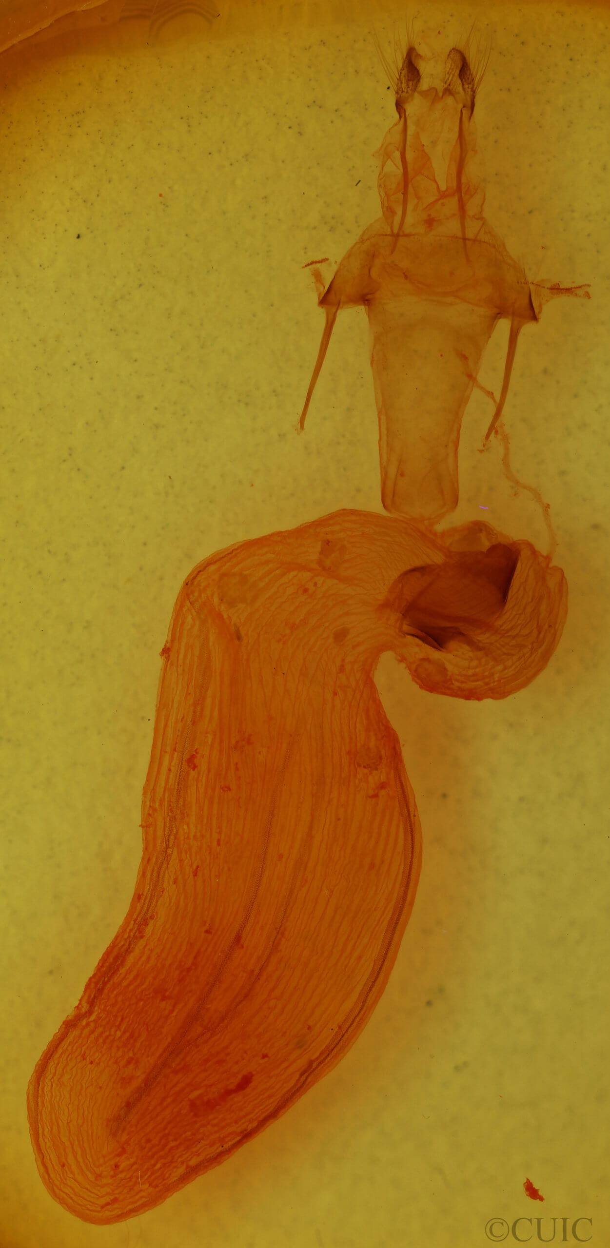 genitalia view of adult Xylena formosa