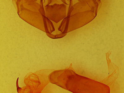 genitalia view of adult Xylena fumosa