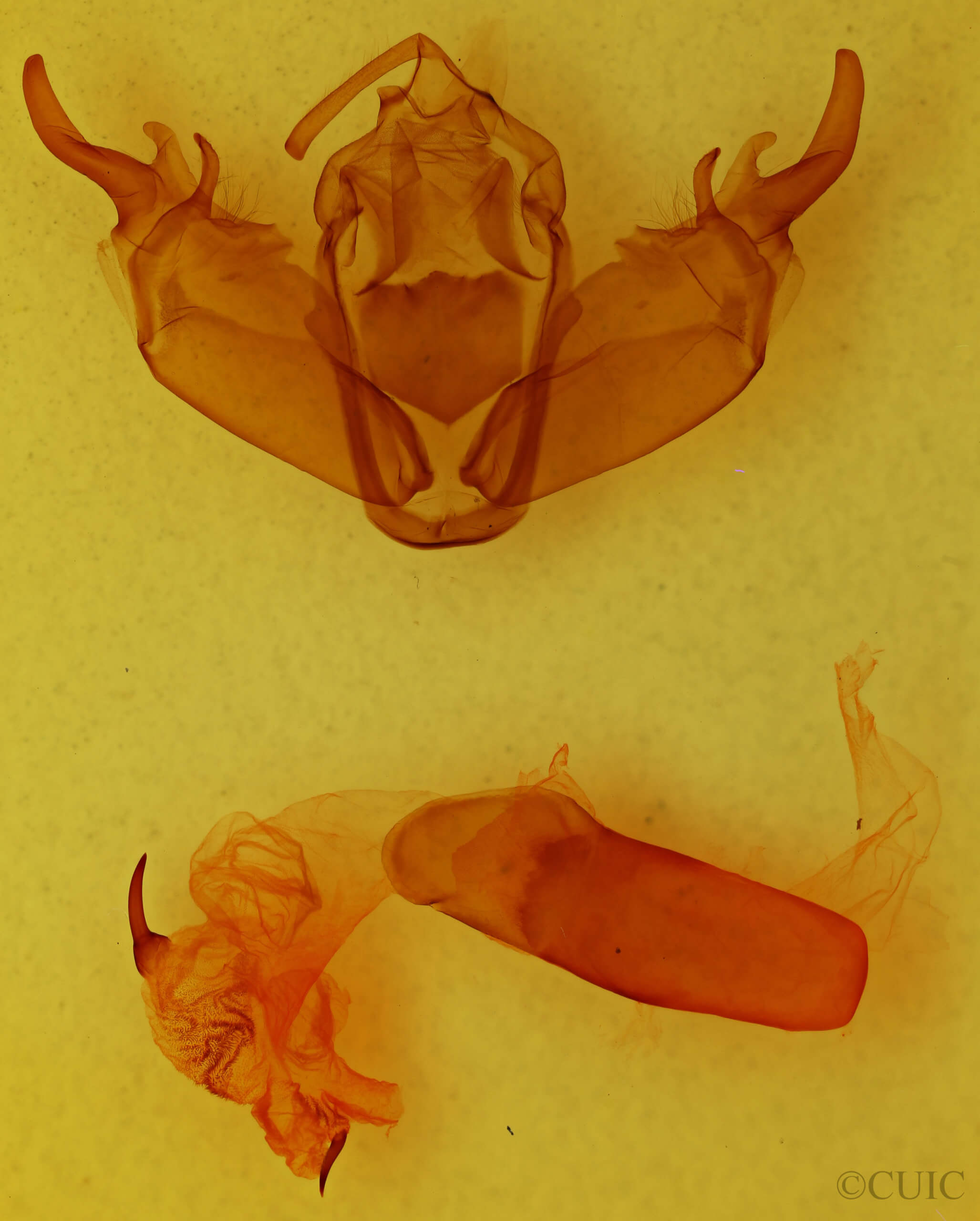 genitalia view of adult Xylena fumosa