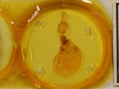 slide view of adult Xylena fumosa