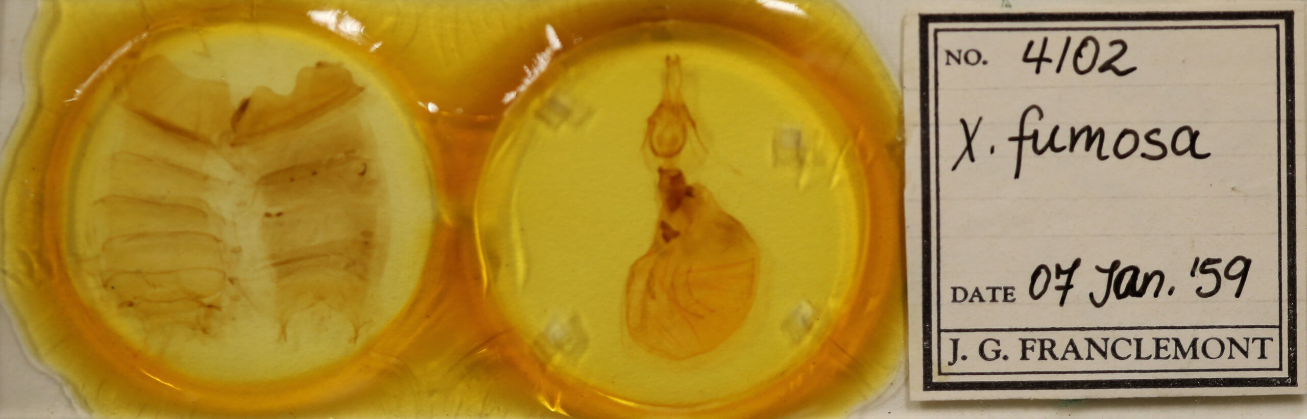 slide view of adult Xylena fumosa