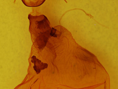 genitalia view of adult Xylena fumosa