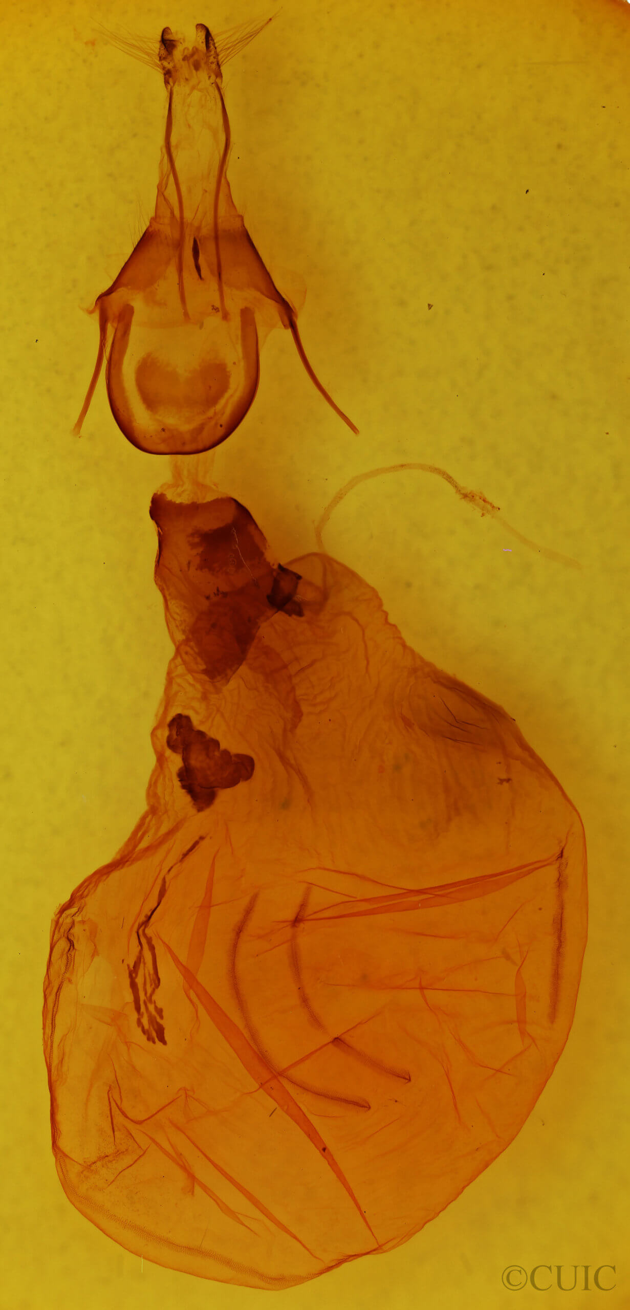 genitalia view of adult Xylena fumosa