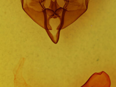 genitalia view of adult Xylena curvimacula