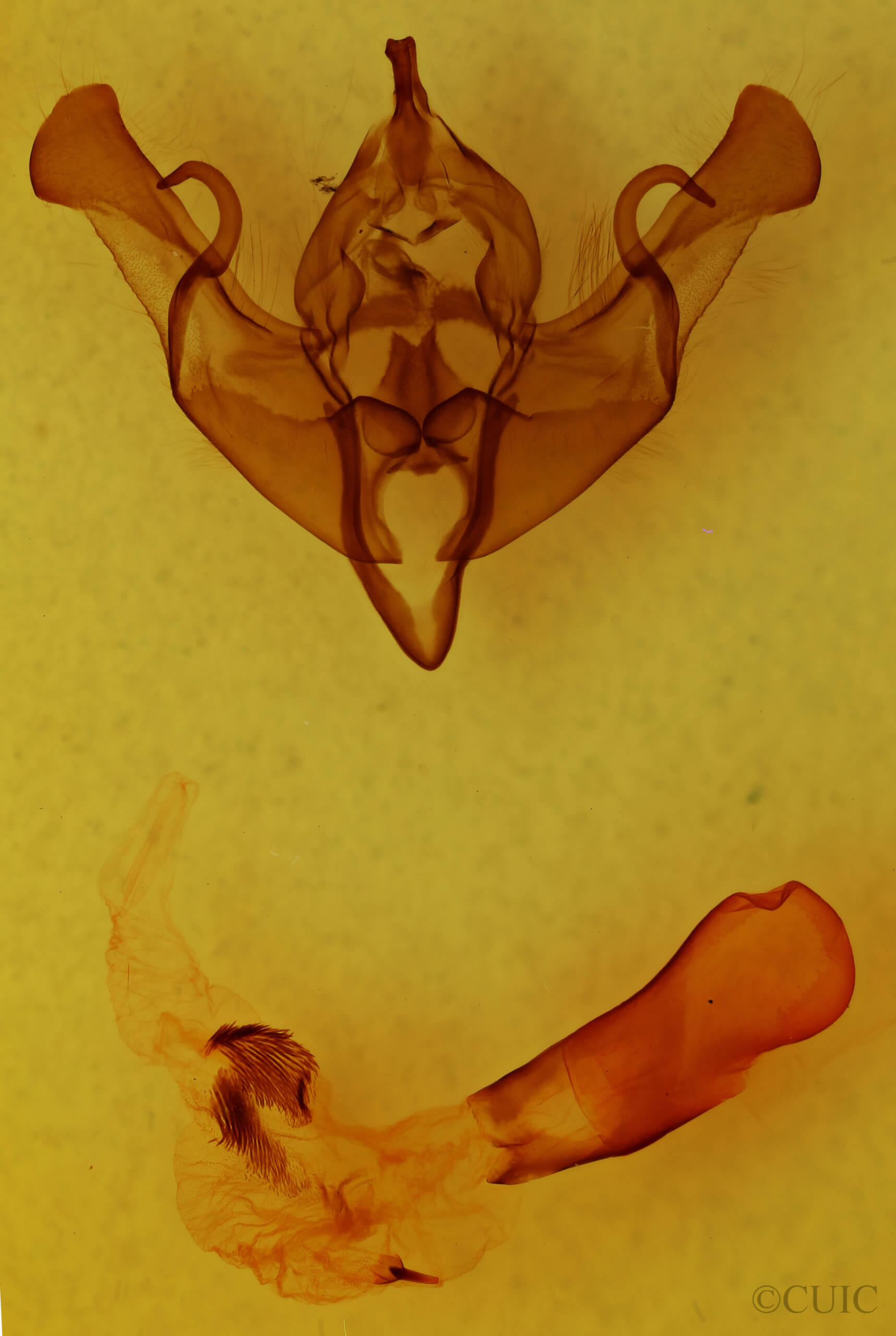 genitalia view of adult Xylena curvimacula