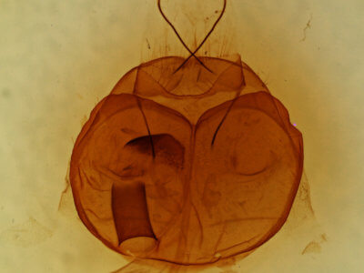 genitalia view of adult Zale bethunei