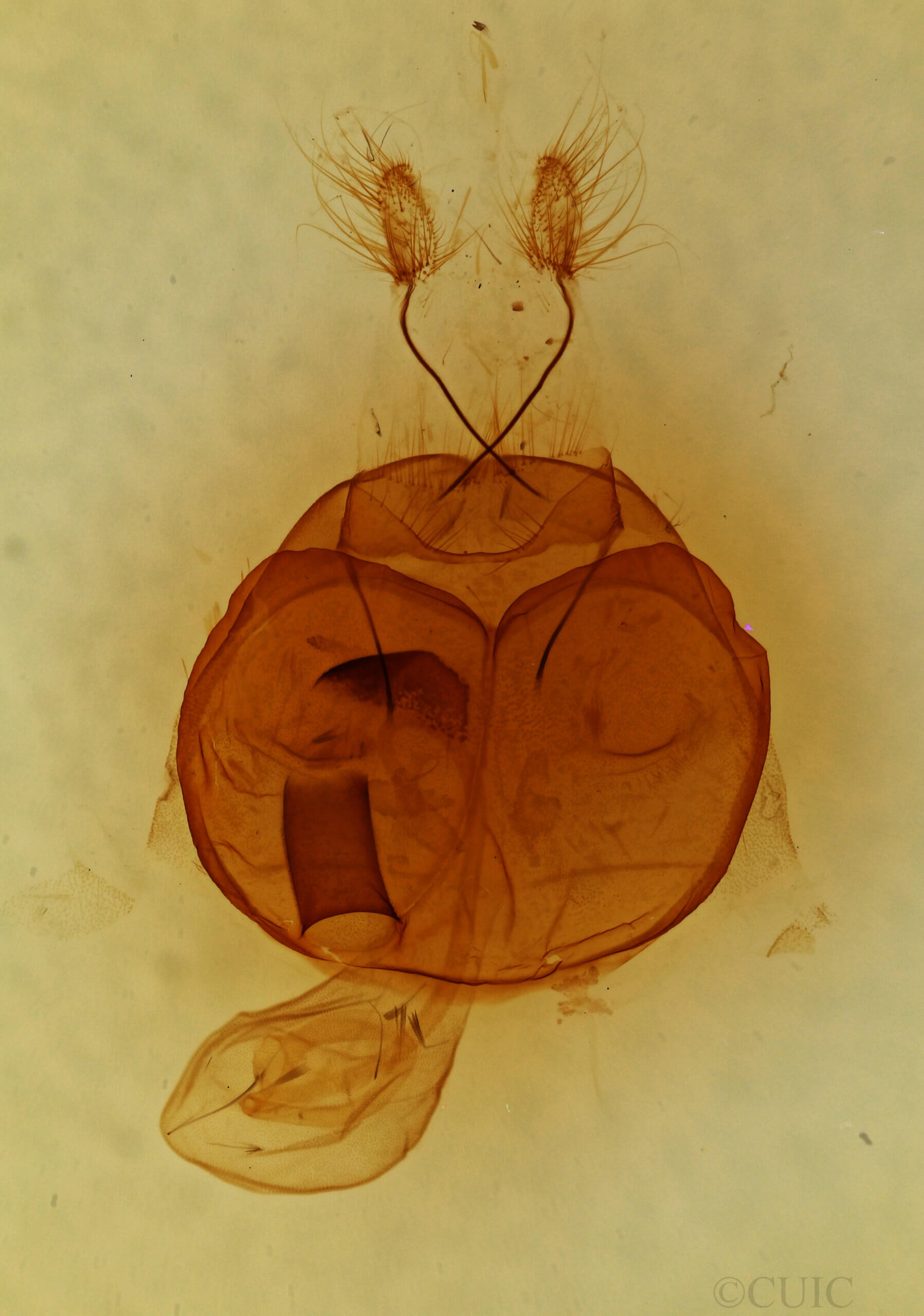 genitalia view of adult Zale bethunei