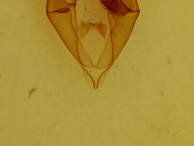 genitalia view of adult Zale metatoides