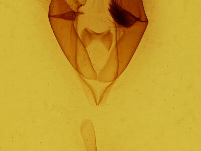 genitalia view of adult Zale metatoides