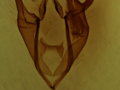 genitalia view of adult Zale minerea