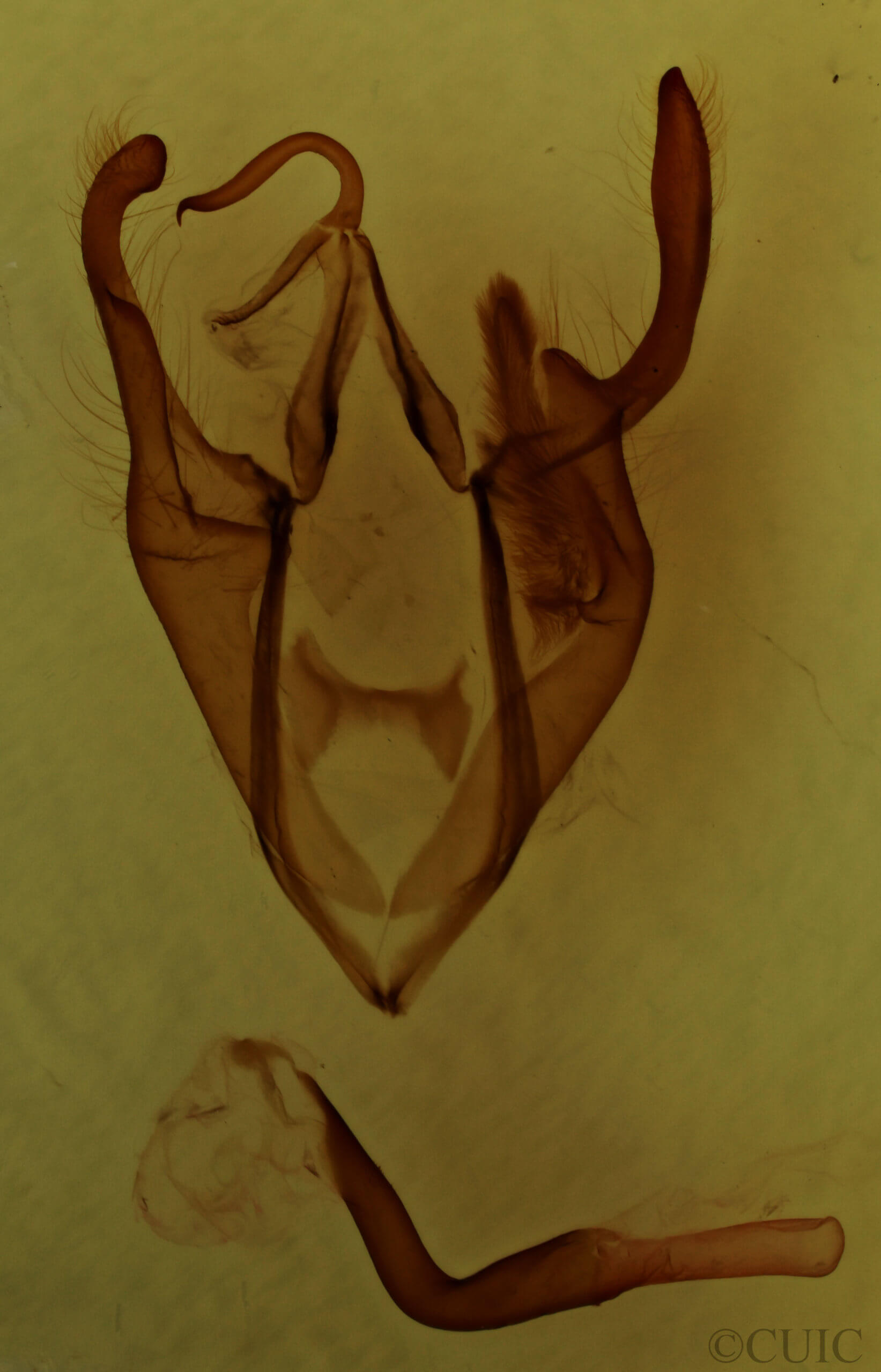 genitalia view of adult Zale minerea