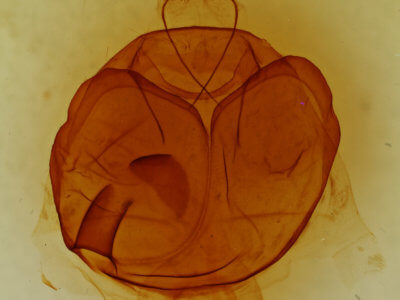 genitalia view of adult Zale obliqua