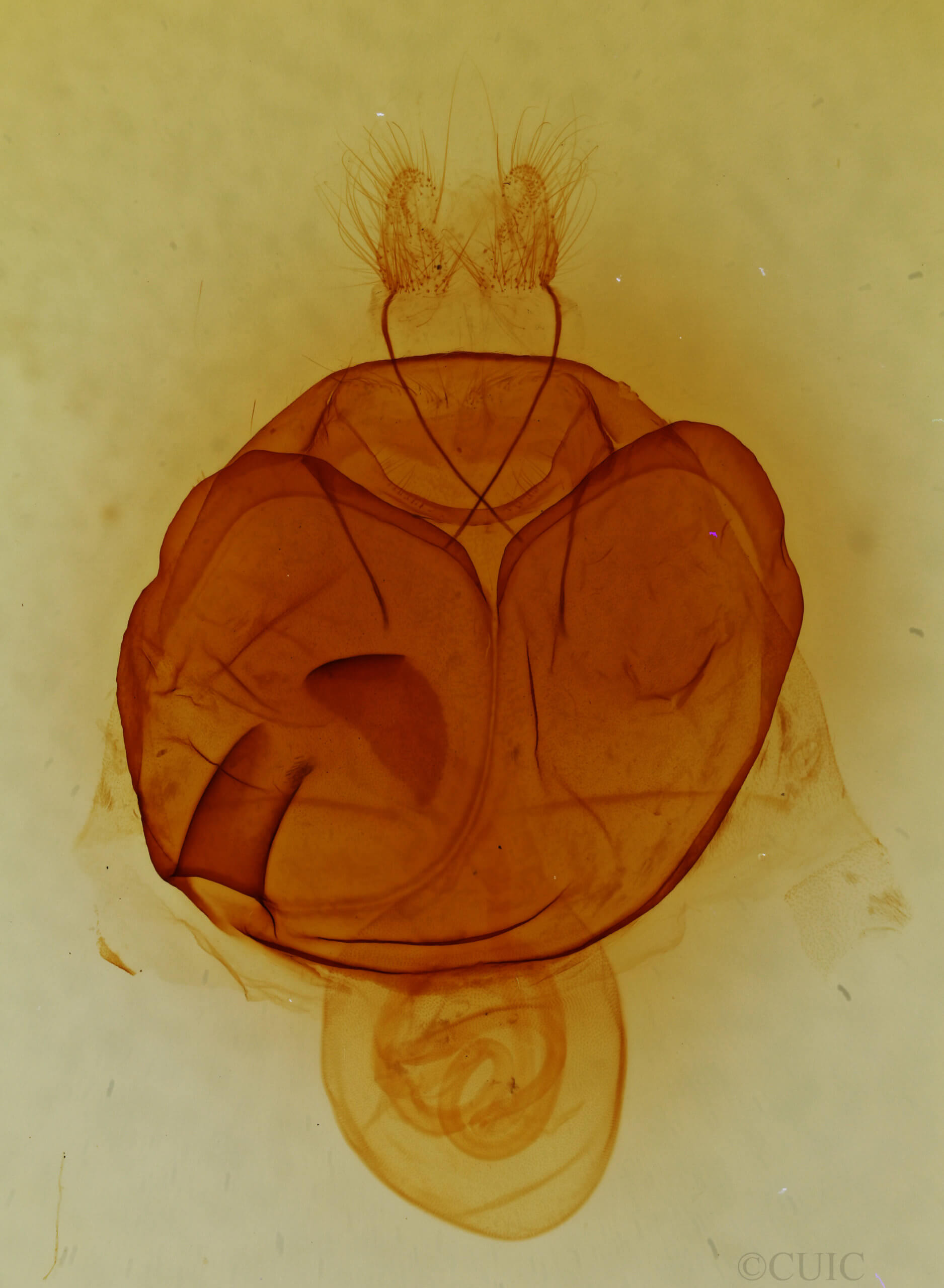 genitalia view of adult Zale obliqua