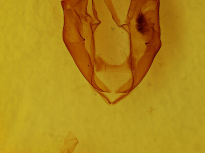 genitalia view of adult Zale perculta