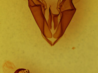 genitalia view of adult Zale phaeocapna